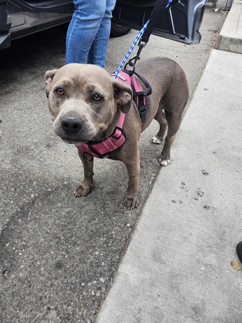 Shelter Stray Female Dog last seen Near BLK OAK ST,BAKERSFIELD,CA, 201 S Mt Vernon Ave, Bakersfield, CA 93307, USA