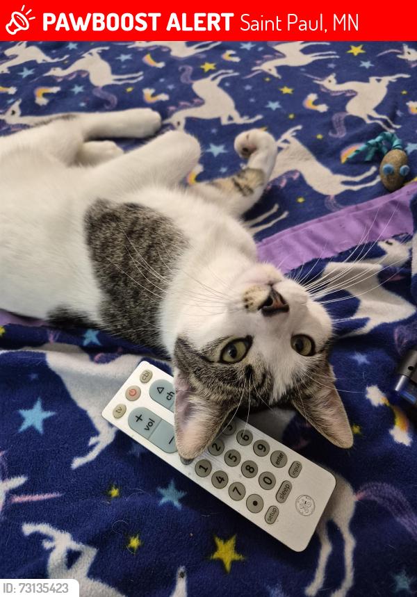 Lost Male Cat last seen 4th and Pederson, Saint Paul, MN 55119