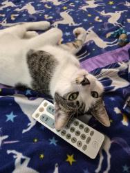 Lost Male Cat last seen 4th and Pederson, Saint Paul, MN 55119