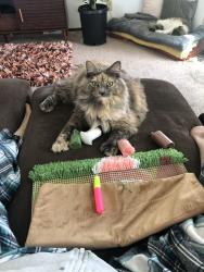 Lost Female Cat last seen Jackson street, Monmouth, OR 97361