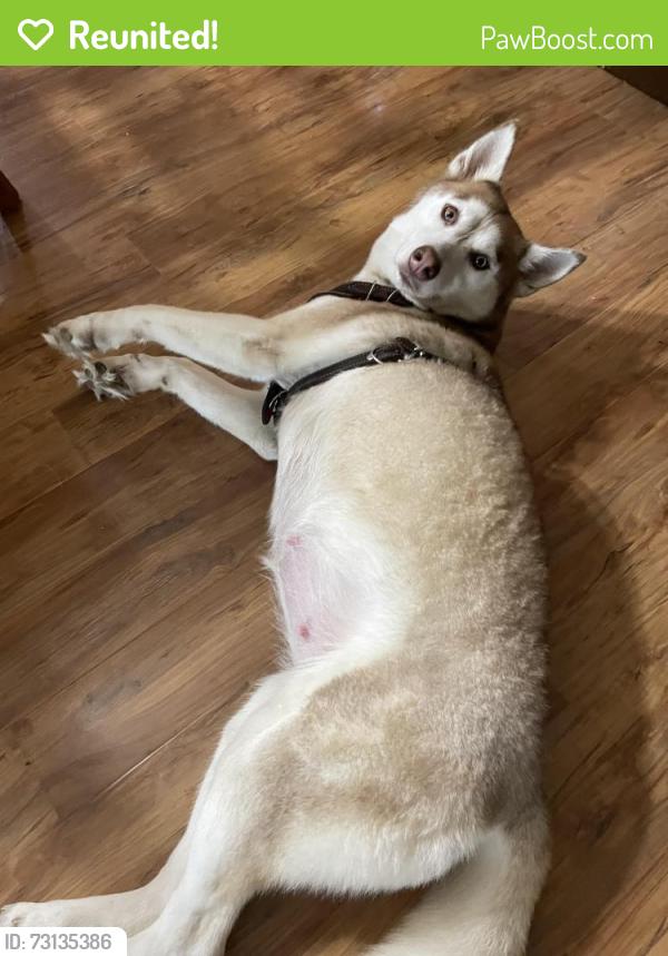 Reunited Female Dog last seen Peoria ,Louis, Tulsa, OK 74105