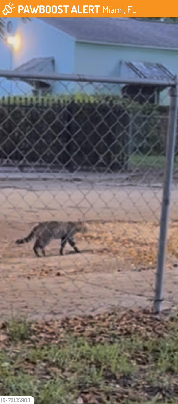 Found/Stray Unknown Cat last seen 10ave Nw 46 street, Miami, FL 33142