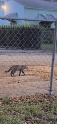 Found/Stray Unknown Cat last seen 10ave Nw 46 street, Miami, FL 33142