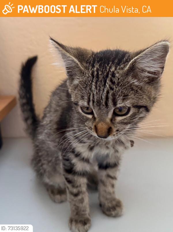 Found/Stray Male Cat last seen Paseo del Rey park, Chula Vista, CA 91910