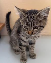 Found/Stray Male Cat last seen Paseo del Rey park, Chula Vista, CA 91910
