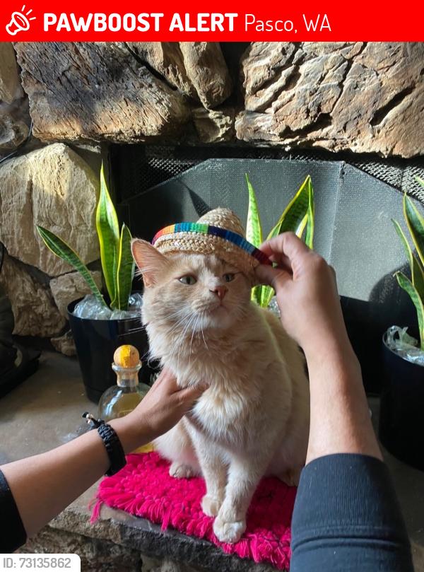 Lost Male Cat last seen MURPHY RD PASCO WA 99301-9723, Pasco, WA 99301