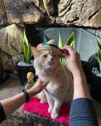 Lost Male Cat last seen MURPHY RD PASCO WA 99301-9723, Pasco, WA 99301