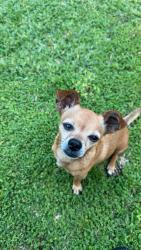 Reunited Male Dog last seen By my hse exactly, Houston, TX 77089