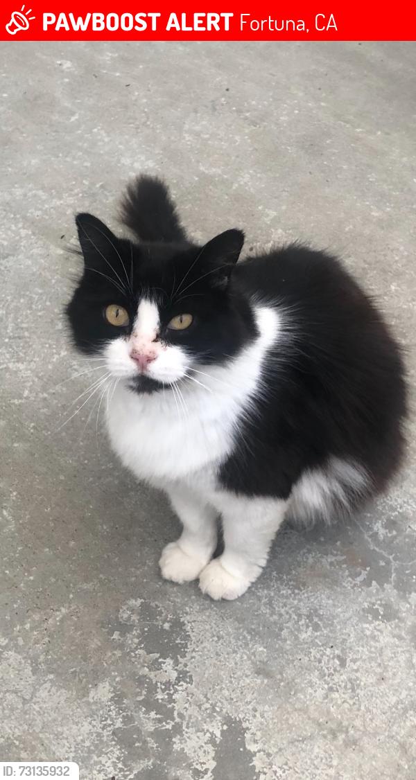 Lost Female Cat last seen Fortuna Blvd and Alder Drive, Fortuna, CA 95540