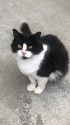 Lost Female Cat last seen Fortuna Blvd and Alder Drive, Fortuna, CA 95540