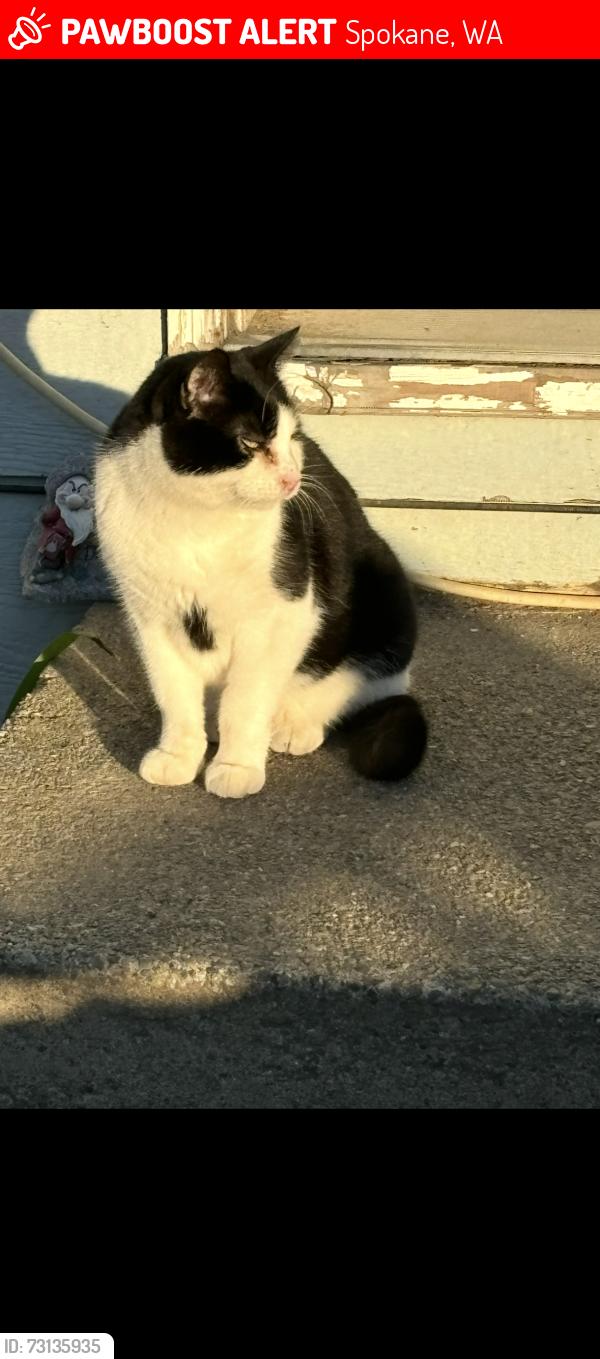 Lost Male Cat last seen Garland theater or in the garland district, Spokane, WA 99205