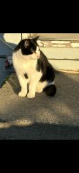 Lost Male Cat last seen Garland theater or in the garland district, Spokane, WA 99205