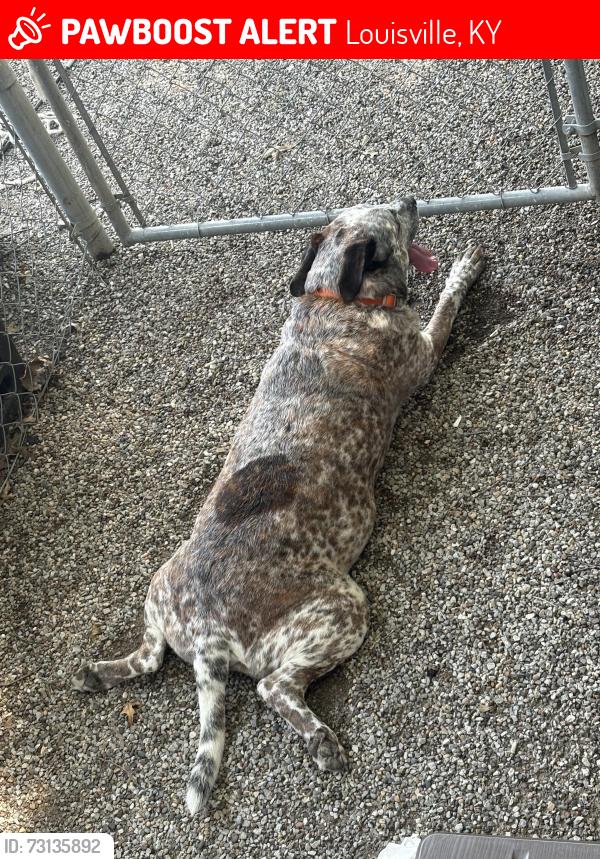 Lost Male Dog last seen Redwood dr, Louisville, KY 40213
