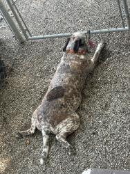 Lost Male Dog last seen Redwood dr, Louisville, KY 40213