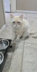 Reunited Male Cat last seen Mesa linda, Victorville, CA 92307