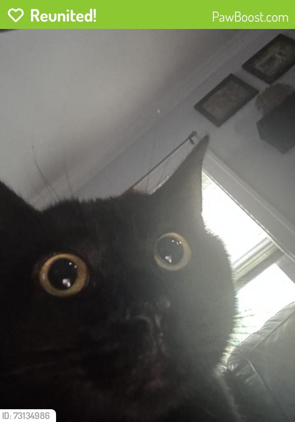Reunited Female Cat last seen Washington Jr High, Pontiac, MI 48341