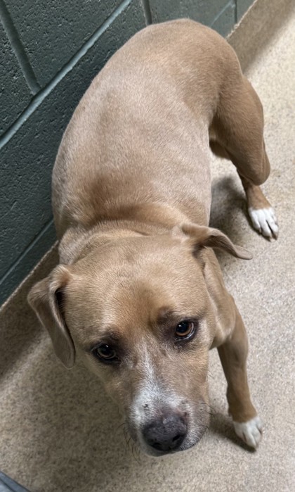 Shelter Stray Male Dog last seen Near 29th Ave, Oakland,, 1101 29th Ave, Oakland, CA 94601, USA