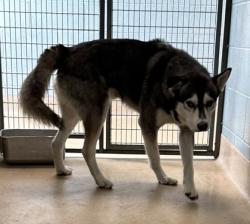 Shelter Stray Male Dog last seen E. 23rd St at E 23rd Street, Oakland, CA, 1101 29th Ave, Oakland, CA 94601, USA