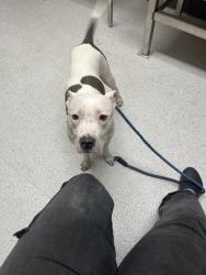 Shelter Stray Female Dog last seen Near Myrtles St, Oakland, CA, 1101 29th Ave, Oakland, CA 94601, USA