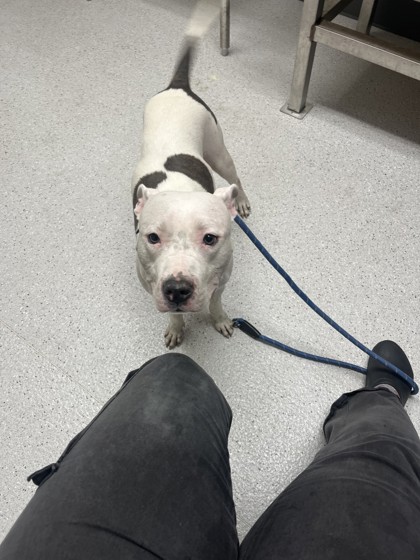 Shelter Stray Female Dog last seen Near Myrtles St, Oakland, CA, 1101 29th Ave, Oakland, CA 94601, USA