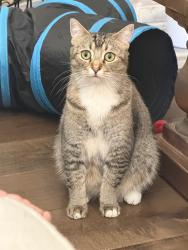 Reunited Male Cat last seen Near Avenida Gaviota, Camarillo, CA 93012, USA, Camarillo, CA 93012