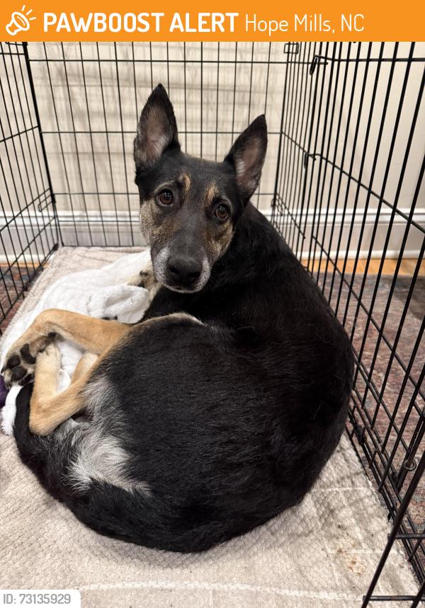 Found/Stray Female Dog last seen Forest lake dr and Duncan st in the woods behind hses, Hope Mills, NC 28348