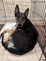 Found/Stray Female Dog last seen Forest lake dr and Duncan st in the woods behind hses, Hope Mills, NC 28348