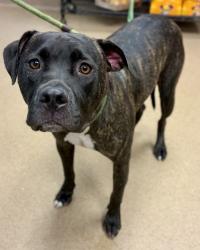 Shelter Stray Female Dog last seen Near Fellowship Rd Tucker, Ga 30084, 30084, GA, 3280 Chamblee Dunwoody Rd, Chamblee, GA 30341, USA