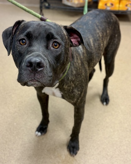 Shelter Stray Female Dog last seen Near Fellowship Rd Tucker, Ga 30084, 30084, GA, 3280 Chamblee Dunwoody Rd, Chamblee, GA 30341, USA
