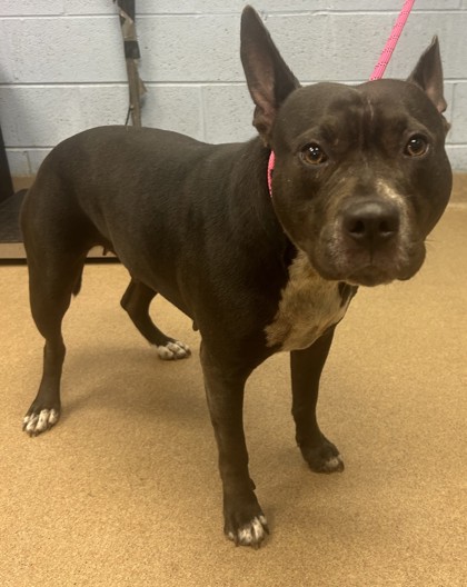 Shelter Stray Female Dog last seen Near Glen Arm Dr, 30058, GA, 3280 Chamblee Dunwoody Rd, Chamblee, GA 30341, USA