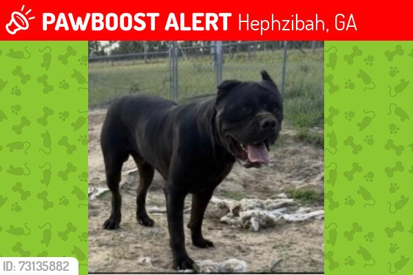 Lost Male Dog last seen Old Waynesboro and Hephzibah-McBean, Hephzibah, GA 30815
