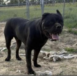 Lost Male Dog last seen Old Waynesboro and Hephzibah-McBean, Hephzibah, GA 30815