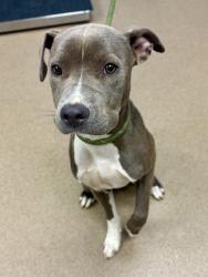Shelter Stray Female Dog last seen Near Danforth Way, 30087, GA, 3280 Chamblee Dunwoody Rd, Chamblee, GA 30341, USA