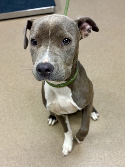 Shelter Stray Female Dog last seen Near Danforth Way, 30087, GA, 3280 Chamblee Dunwoody Rd, Chamblee, GA 30341, USA