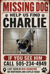 Lost Male Dog last seen Near Espejo RD NW Rio Rancho NM 87124, Albuquerque, NM 87124