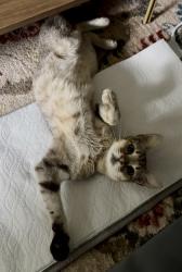 Shelter Stray Female Cat last seen Near Peachtree Dr. NE, Atlanta, GA, 1251 Fulton Industrial Blvd NW, Atlanta, GA 30336, USA
