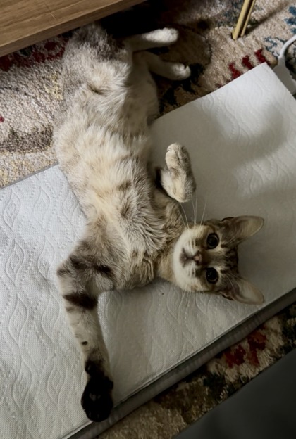 Shelter Stray Female Cat last seen Near Peachtree Dr. NE, Atlanta, GA, 1251 Fulton Industrial Blvd NW, Atlanta, GA 30336, USA