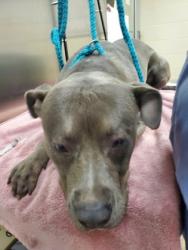 Shelter Stray Male Dog last seen Greenridge Road and Dearborne Road, North Charleston, SC, 2455 Remount Rd, North Charleston, SC 29406, USA