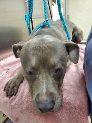 Shelter Stray Male Dog last seen Greenridge Road and Dearborne Road, North Charleston, SC, 2455 Remount Rd, North Charleston, SC 29406, USA