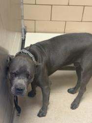 Shelter Stray Male Dog last seen Anthem Town East, 75150, TX, 1650 Gross Rd, Mesquite, TX 75149, USA