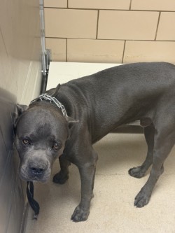 Shelter Stray Male Dog last seen Anthem Town East, 75150, TX, 1650 Gross Rd, Mesquite, TX 75149, USA
