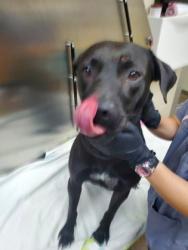 Shelter Stray Female Dog last seen Near Northwoods Boulevard, North Charleston, SC, 2455 Remount Rd, North Charleston, SC 29406, USA