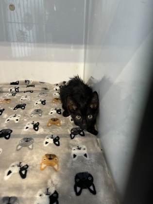 Shelter Stray Unknown Cat last seen Near Caldwell Famr Rd, County/Unicorporated, NC, 1491 Business Park Ct, Gastonia, NC 28052, USA