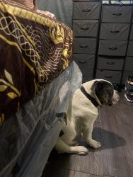 Reunited Female Dog last seen Patton & 6 mile, Detroit, MI 48219