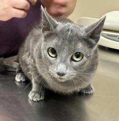 Shelter Stray Female Cat last seen OHSU, PORTLAND, OR, 97219, 1700 W Historic Columbia River Hwy, Troutdale, OR 97060, USA