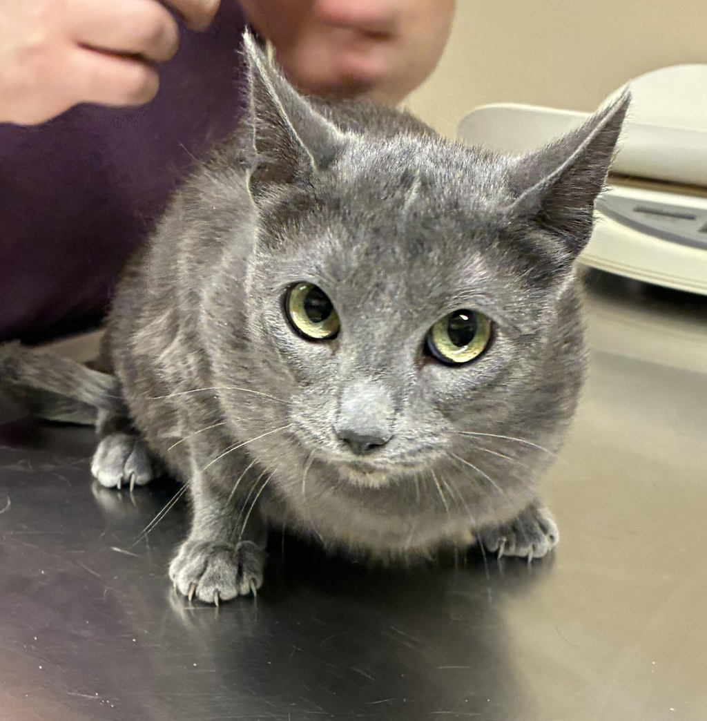 Shelter Stray Female Cat last seen OHSU, PORTLAND, OR, 97219, 1700 W Historic Columbia River Hwy, Troutdale, OR 97060, USA