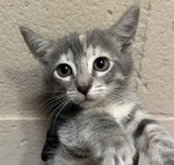Shelter Stray Female Cat last seen Near Market Street, San Diego, CA, 92101, 5500 Gaines St, San Diego, CA 92110, USA