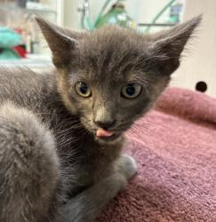 Shelter Stray Female Cat last seen OHSU, PORTLAND, OR, 97219, 1700 W Historic Columbia River Hwy, Troutdale, OR 97060, USA