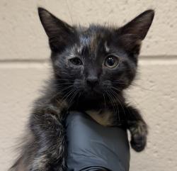 Shelter Stray Female Cat last seen Near Market Street, San Diego, CA, 92101, 5500 Gaines St, San Diego, CA 92110, USA