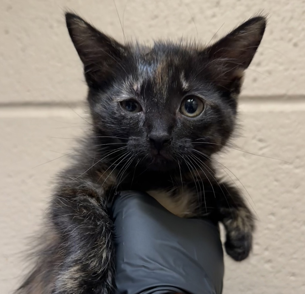 Shelter Stray Female Cat last seen Near Market Street, San Diego, CA, 92101, 5500 Gaines St, San Diego, CA 92110, USA